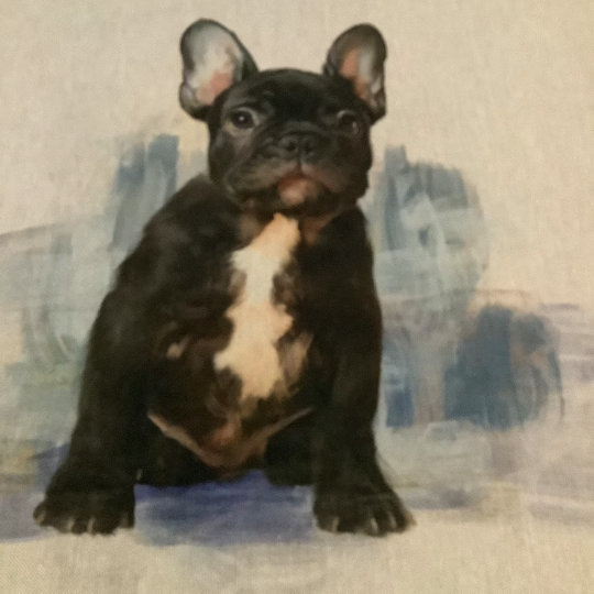 French Bulldog Cushion Panel on Oatmeal Linen Style Hardwearing Fabric